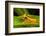 Clown frog (Dendropsophus leucophyllatus), Villa Carmen Biological Station, Peru-Emanuele Biggi-Framed Photographic Print