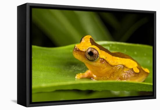 Clown frog (Dendropsophus leucophyllatus), Villa Carmen Biological Station, Peru-Emanuele Biggi-Framed Premier Image Canvas