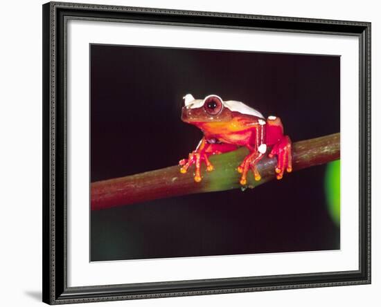 Clown Tree Frog, Native to Surinam, South America-David Northcott-Framed Photographic Print