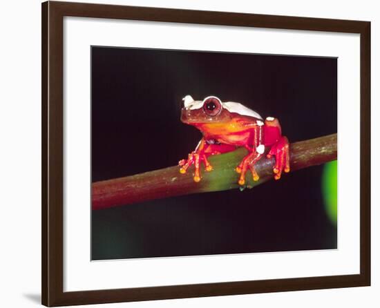 Clown Tree Frog, Native to Surinam, South America-David Northcott-Framed Photographic Print