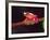 Clown Tree Frog, Native to Surinam, South America-David Northcott-Framed Photographic Print