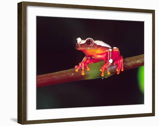 Clown Tree Frog, Native to Surinam, South America-David Northcott-Framed Photographic Print