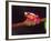 Clown Tree Frog, Native to Surinam, South America-David Northcott-Framed Photographic Print