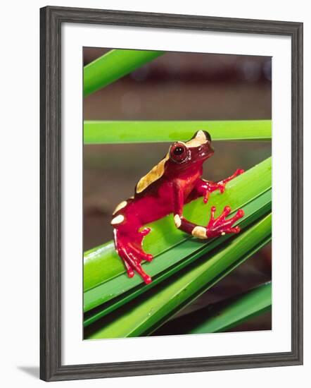 Clown Tree Frog, Native to Surinam, South America-David Northcott-Framed Photographic Print