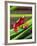 Clown Tree Frog, Native to Surinam, South America-David Northcott-Framed Photographic Print