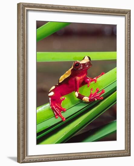 Clown Tree Frog, Native to Surinam, South America-David Northcott-Framed Photographic Print