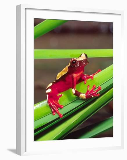 Clown Tree Frog, Native to Surinam, South America-David Northcott-Framed Photographic Print