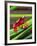 Clown Tree Frog, Native to Surinam, South America-David Northcott-Framed Photographic Print