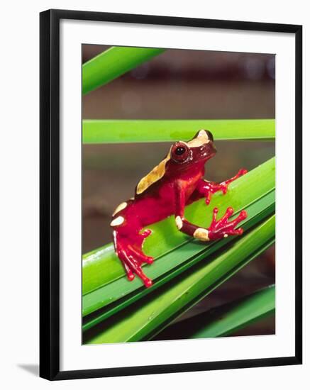 Clown Tree Frog, Native to Surinam, South America-David Northcott-Framed Photographic Print