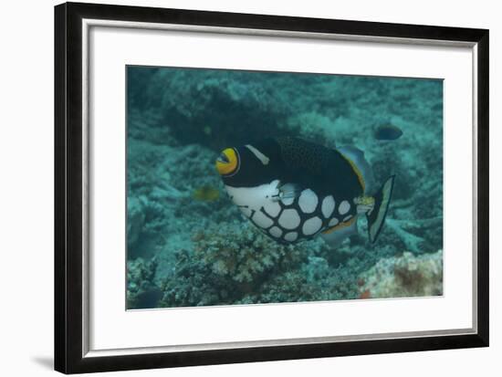 Clown Triggerfish Swimming in Fiji-Stocktrek Images-Framed Photographic Print