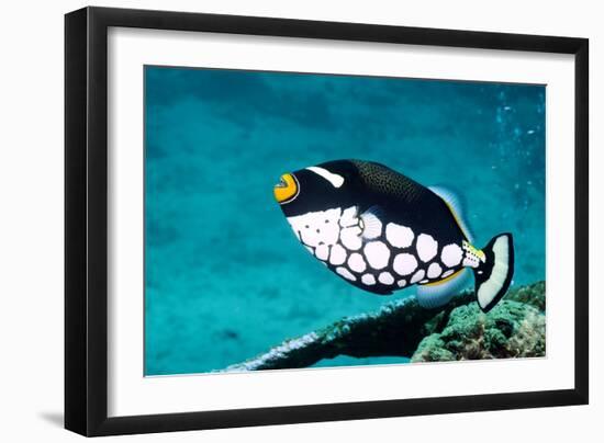 Clown Triggerfish-Georgette Douwma-Framed Photographic Print