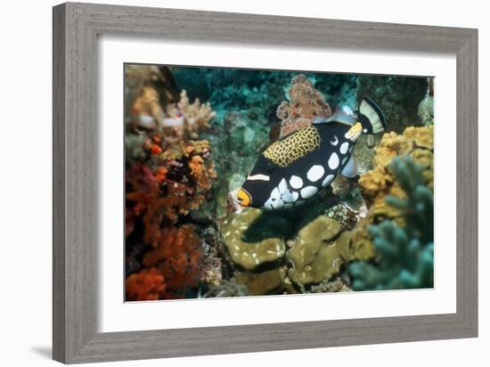 Clown Triggerfish-Georgette Douwma-Framed Photographic Print