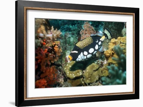 Clown Triggerfish-Georgette Douwma-Framed Photographic Print