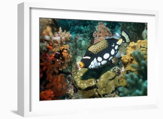 Clown Triggerfish-Georgette Douwma-Framed Photographic Print