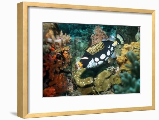 Clown Triggerfish-Georgette Douwma-Framed Photographic Print