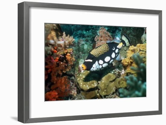 Clown Triggerfish-Georgette Douwma-Framed Photographic Print