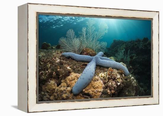 Clownfish (Amphiprion Percula) in a Sea Anemone, Alam Batu, Bali, Indonesia-Reinhard Dirscherl-Framed Premier Image Canvas