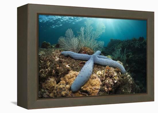 Clownfish (Amphiprion Percula) in a Sea Anemone, Alam Batu, Bali, Indonesia-Reinhard Dirscherl-Framed Premier Image Canvas