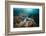 Clownfish (Amphiprion Percula) in a Sea Anemone, Alam Batu, Bali, Indonesia-Reinhard Dirscherl-Framed Photographic Print