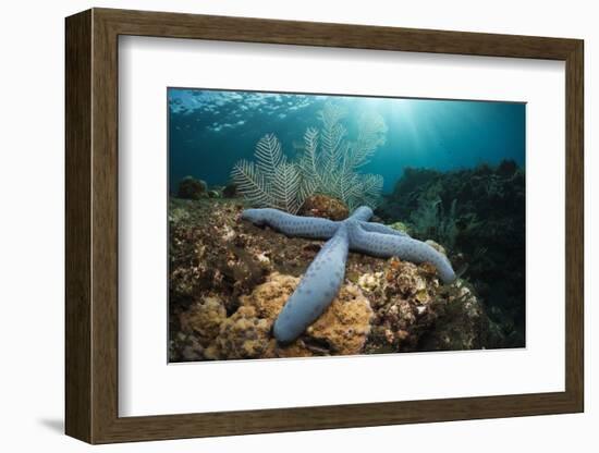 Clownfish (Amphiprion Percula) in a Sea Anemone, Alam Batu, Bali, Indonesia-Reinhard Dirscherl-Framed Photographic Print