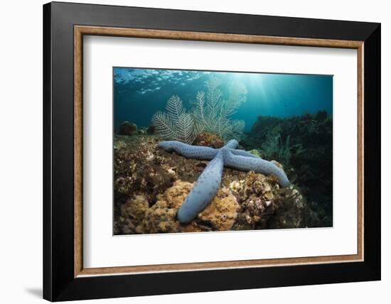 Clownfish (Amphiprion Percula) in a Sea Anemone, Alam Batu, Bali, Indonesia-Reinhard Dirscherl-Framed Photographic Print