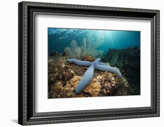 Clownfish (Amphiprion Percula) in a Sea Anemone, Alam Batu, Bali, Indonesia-Reinhard Dirscherl-Framed Photographic Print