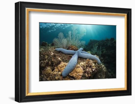 Clownfish (Amphiprion Percula) in a Sea Anemone, Alam Batu, Bali, Indonesia-Reinhard Dirscherl-Framed Photographic Print