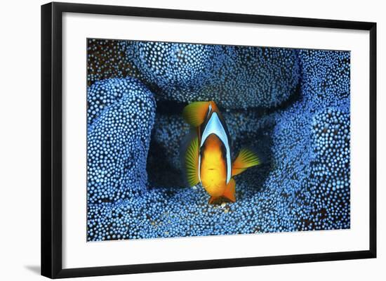 Clownfish In Blue Anemone-Barathieu Gabriel-Framed Giclee Print