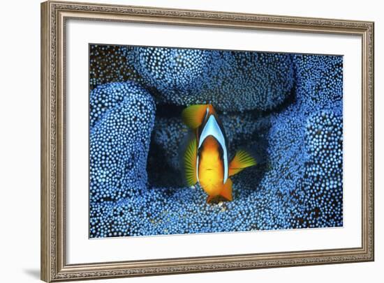 Clownfish In Blue Anemone-Barathieu Gabriel-Framed Giclee Print