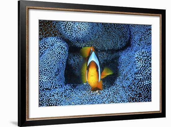 Clownfish In Blue Anemone-Barathieu Gabriel-Framed Giclee Print