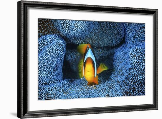 Clownfish In Blue Anemone-Barathieu Gabriel-Framed Giclee Print