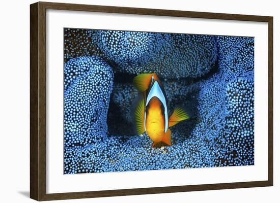 Clownfish In Blue Anemone-Barathieu Gabriel-Framed Giclee Print