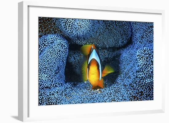 Clownfish In Blue Anemone-Barathieu Gabriel-Framed Giclee Print