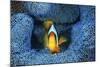 Clownfish In Blue Anemone-Barathieu Gabriel-Mounted Giclee Print