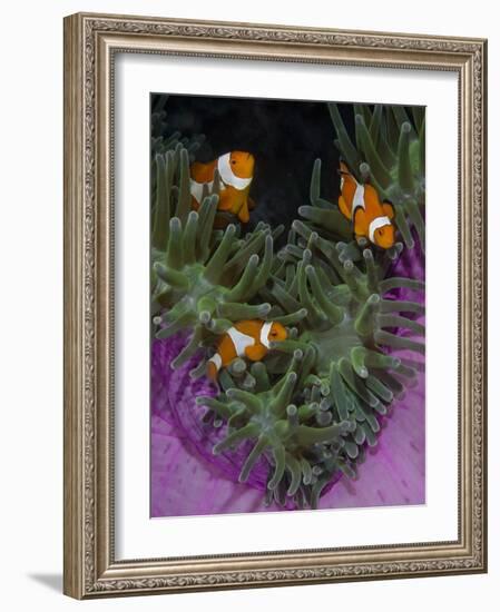 Clownfish Swim Among Anemone Tentacles, Raja Ampat, Indonesia-Jones-Shimlock-Framed Photographic Print