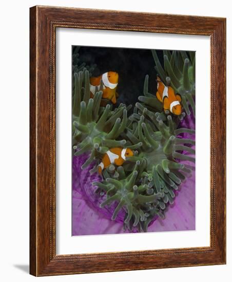 Clownfish Swim Among Anemone Tentacles, Raja Ampat, Indonesia-Jones-Shimlock-Framed Photographic Print