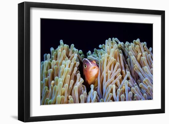 Clownfish-Barathieu Gabriel-Framed Giclee Print