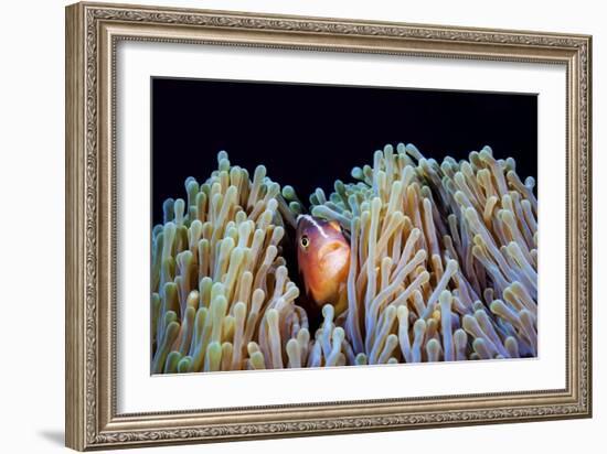 Clownfish-Barathieu Gabriel-Framed Giclee Print