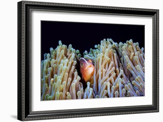 Clownfish-Barathieu Gabriel-Framed Giclee Print