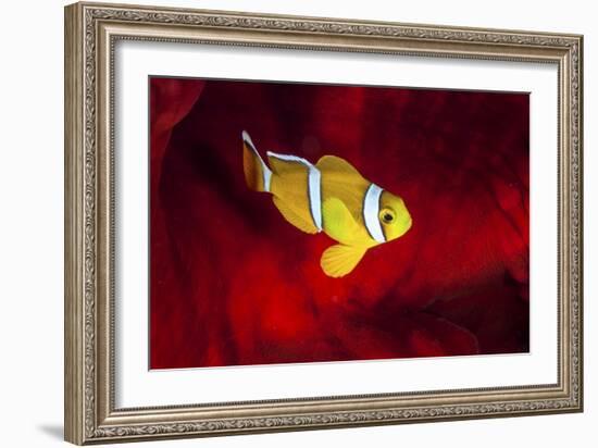 Clownfish-Barathieu Gabriel-Framed Giclee Print