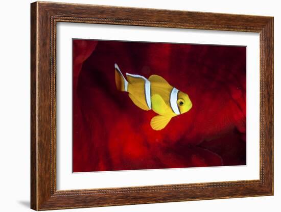 Clownfish-Barathieu Gabriel-Framed Giclee Print