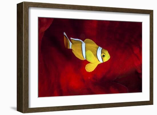 Clownfish-Barathieu Gabriel-Framed Giclee Print