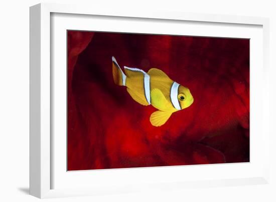 Clownfish-Barathieu Gabriel-Framed Giclee Print