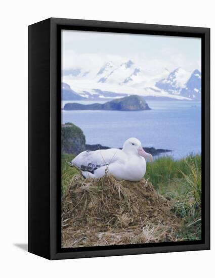 Clsoe-Up of a Wandering Albatross on Nest, Prion Island, South Georgia, Atlantic-Geoff Renner-Framed Premier Image Canvas