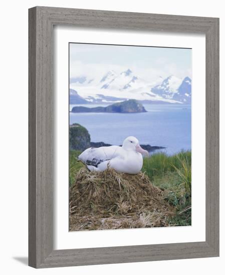 Clsoe-Up of a Wandering Albatross on Nest, Prion Island, South Georgia, Atlantic-Geoff Renner-Framed Photographic Print