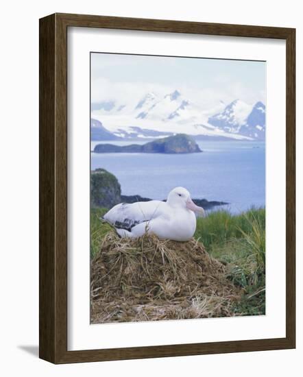 Clsoe-Up of a Wandering Albatross on Nest, Prion Island, South Georgia, Atlantic-Geoff Renner-Framed Photographic Print