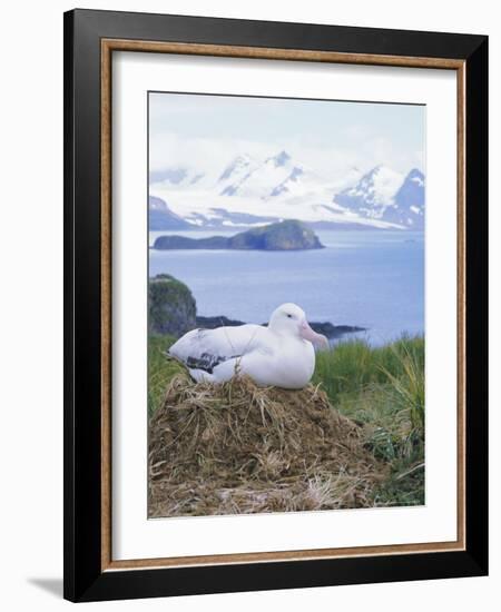 Clsoe-Up of a Wandering Albatross on Nest, Prion Island, South Georgia, Atlantic-Geoff Renner-Framed Photographic Print