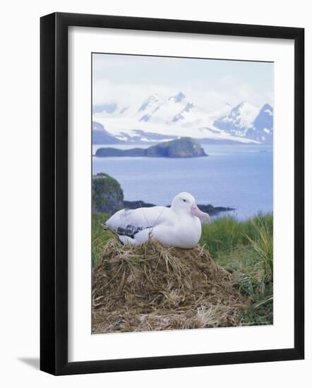 Clsoe-Up of a Wandering Albatross on Nest, Prion Island, South Georgia, Atlantic-Geoff Renner-Framed Photographic Print