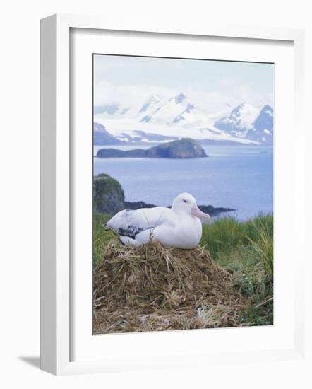 Clsoe-Up of a Wandering Albatross on Nest, Prion Island, South Georgia, Atlantic-Geoff Renner-Framed Photographic Print