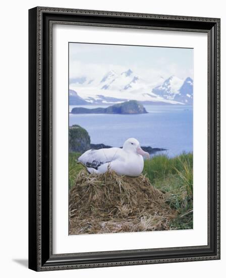 Clsoe-Up of a Wandering Albatross on Nest, Prion Island, South Georgia, Atlantic-Geoff Renner-Framed Photographic Print